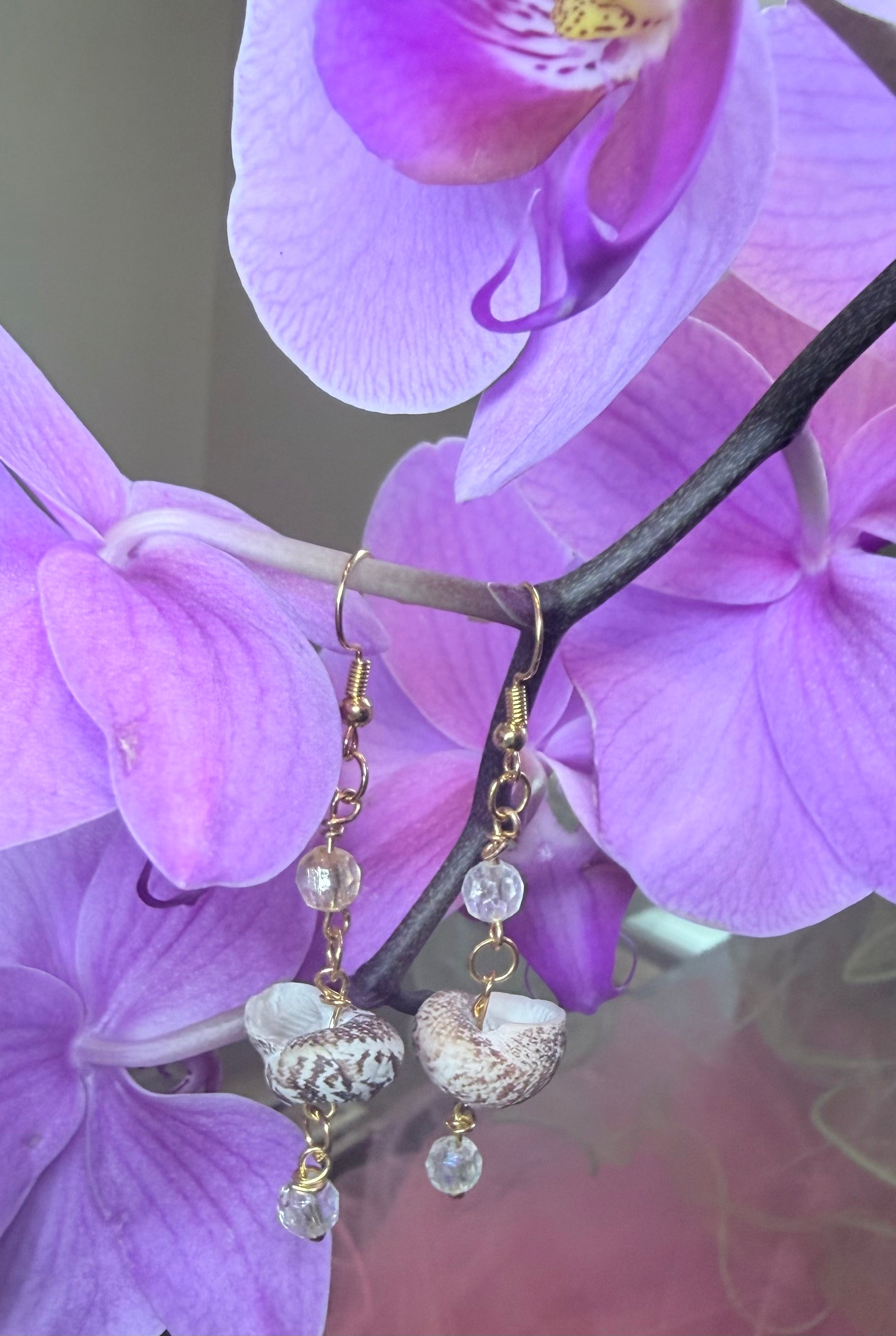 Sea Shells
